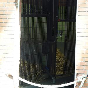 View into Mountain bongo and Kirk's dik-dik stable, 2024-06-08