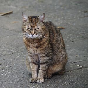 Domestic cat (Felis catus), 2024-06-08