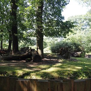 Second Mountain bongo and Kirk's dik-dik paddock, 2024-06-08