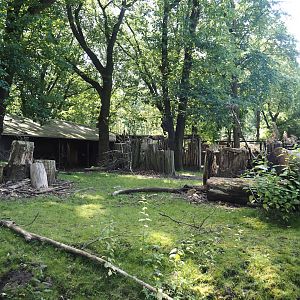Second Mountain bongo and Kirk's dik-dik paddock, 2024-06-08