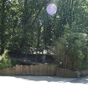 Second Mountain bongo and Kirk's dik-dik paddock, 2024-06-08