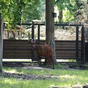 Gate between Mountain bongo and Kirk's dik-dik paddocks, 2024-06-08
