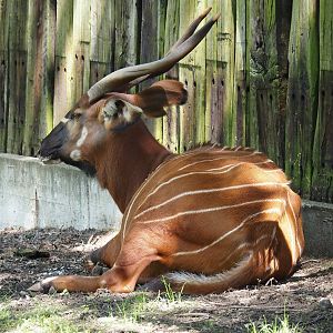 Mountain bongo (Tragelaphus eurycerus isaaci), 2024-06-08