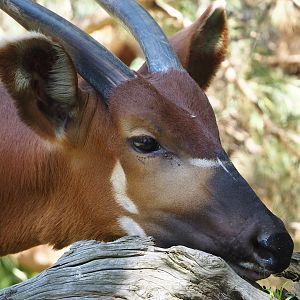 Mountain bongo (Tragelaphus eurycerus isaaci), 2024-06-08