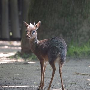 Kirk's dik-dik (Madoqua kirkii), 2024-06-08