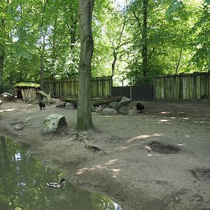 Southern white-lipped peccary exhibit, 2024-06-08