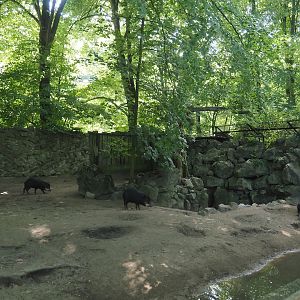 Southern white-lipped peccary exhibit, 2024-06-08