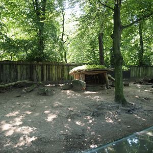 Southern white-lipped peccary exhibit, 2024-06-08
