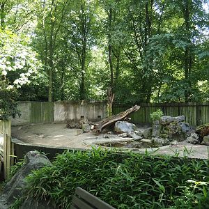Southern white-lipped peccary exhibit, 2024-06-08