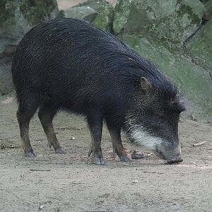 Southern white-lipped peccary (Tayassu pecari albirostris), 2024-06-08