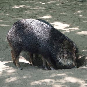 Southern white-lipped peccary (Tayassu pecari albirostris), 2024-06-08