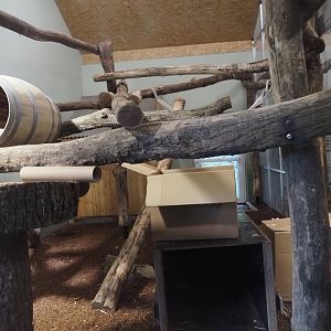 First Malayan binturong indoor exhibit, 2024-06-08