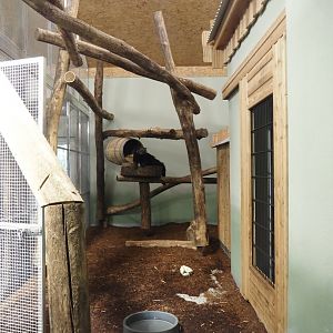 Second Malayan binturong indoor exhibit, 2024-06-08