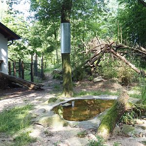 Malayan binturong exhibit, 2024-06-08