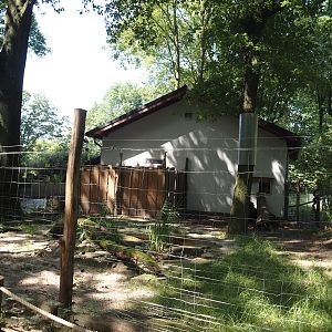 Malayan binturong exhibit, 2024-06-08