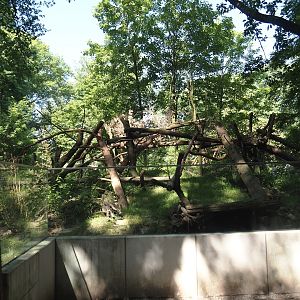 Malayan binturong exhibit, 2024-06-08