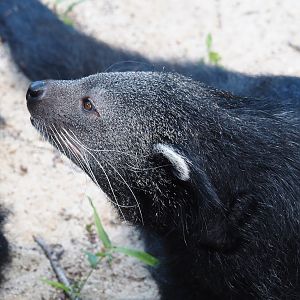 Malayan binturong (Arctictis binturong binturong), 2024-06-08