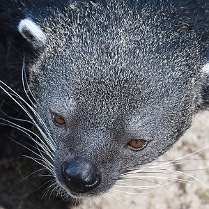 Malayan binturong (Arctictis binturong binturong), 2024-06-08