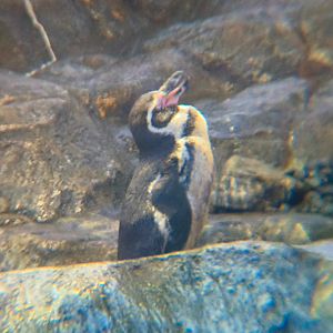 Humboldt Penguin (Spheniscus humboldti)