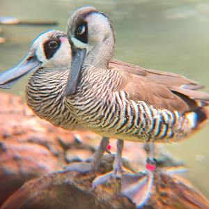 Pink-eared Duck (Malacorhynchus membranaceus)