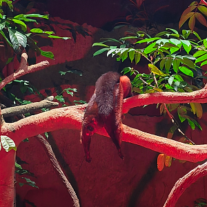 Spotted Giant Flying Squirrel (Petaurista elegans)