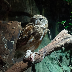 Collared Owlet (Glaucidium brodiei)