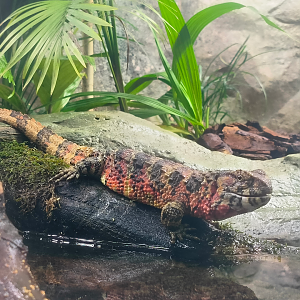 Chinese Crocodile Lizard (Shinisaurus crocodilurus)