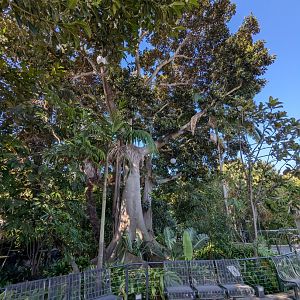 Impressive Tropical Vegetation Next to Monkey Trail