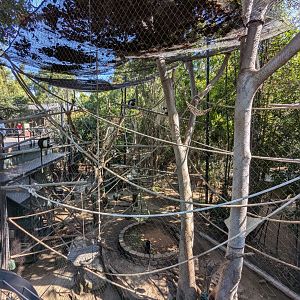 Angolan Colobus Enclosure