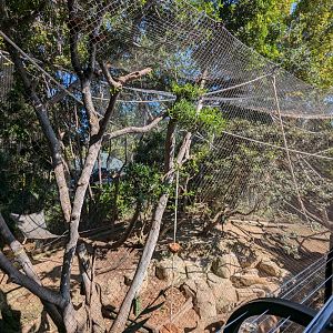 Schmidt's Red-Tailed Monkey and Mandrill Enclosure