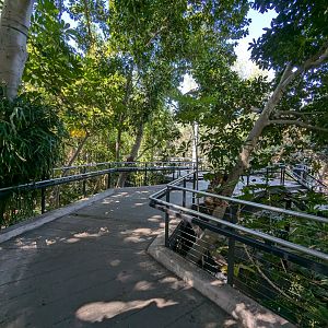Walkway Through Monkey Trail