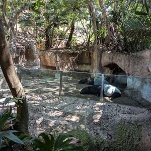 Malayan Tapir Enclosure