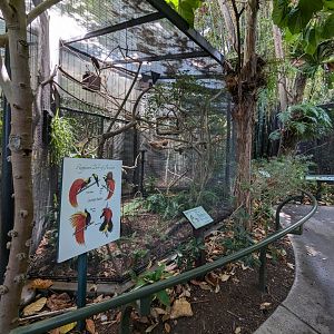 Raggiana Bird of Paradise Aviary