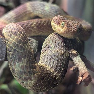 African Bush Viper