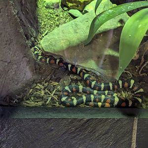San Diego Mountain Kingsnake Lampropeltis zonata pulchra