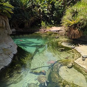 Beautiful Exhibit for Gharials and Turtles in Reptile Walk