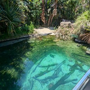 Beautiful Exhibit for Gharials and Turtles in Reptile Walk