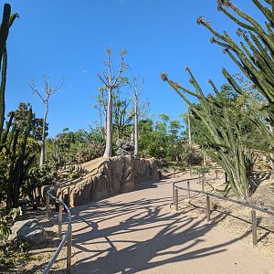 Planting in Africa Rocks Garden