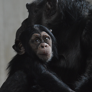 Chimpanzee Maka (6 months old)