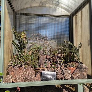 Caudiciform Plants Exhibit