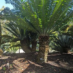 Large Cycads - Part of a Big Collection