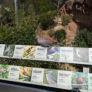 Laughing Dove on Species Sign in Africa Rocks Aviary