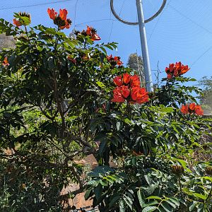 African Tulip Tree - in Africa Rocks Aviary