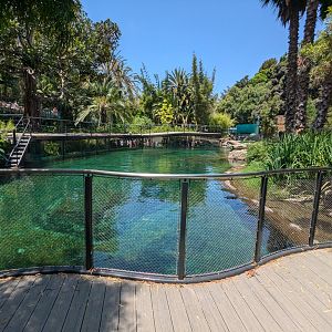 Common Hippo Enclosure