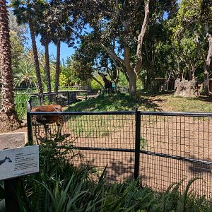 Okapis Next to Hippos