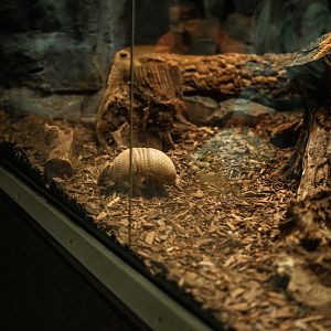 Southern three-banded armadillo