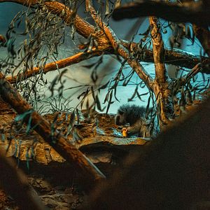 Northern Luzon giant cloud rat