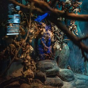 Black tailed garden dormouse