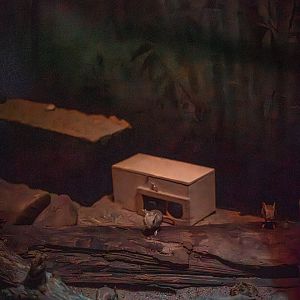 Lesser egyptian jerboa