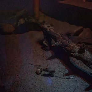 Lesser egyptian jerboa